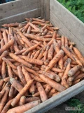 Witam sprzedam marchew odpadową  brudna w worku po 20 kilo 