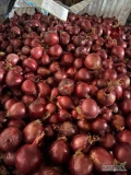 Witam sprzedam cebulę czerwoną na worek, luz lub worek 15 kg cena do uzgodnienia,możliwość dostawy,kaliber 4,5+