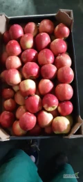 Sprzedam 6 skrzyń idareda za wagę lub naszykuje w karton. Jablko czyste ładnie wybarwione.