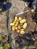Sprzedam ziemniaki z fito. Rózne odmiany. Opakowanie - worek 10/15/20/25kg lub big-bag. Zapraszam do kontaktu.