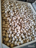 Sprzedam ziemniak odmiana Riviera. Kaliber 35-55