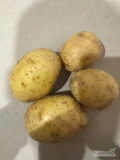 Sprzedam ziemniaki jadalne gala kaliber 4,5 +