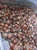 Sprzedam cebulę zdrową ładna sucha łuska wielkość pow 4cm opakowanie dowolne. Cana w worku 15kg 14 zł