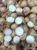 Sprzedam cebule drobną. Cebula w kalibrze 35-50mm, nie fazerowana odmiana Octavia, sv3557 i ławica. Ilości hurtowe w bigbagu lub worek...