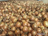 Mam do sprzedania świeżą dorodną cebulę kaliber 4 plus 