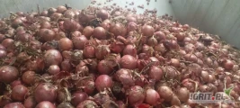 Cebula RÓŻOWA I CZERWONA, obieranie. Ilości tirowe. Import. Dostawa do klienta. Co tydzień nowe oferty. Dostepne cały rok....
