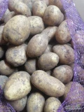 Sprzedam ziemniaki jadalne Mikado w workach lub bb w kalibrze 5+ z fito