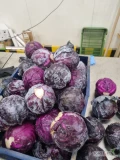 SPRZEDAM KAPUSTĘ CZERWONA ILOŚCI PALETOWE NA WAGA 660412154.PROSZOWICE POLMAR 
