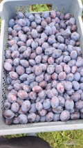 Sprzedam sliwki fioletowe przemysl 3 tony w plastikach 20 kg