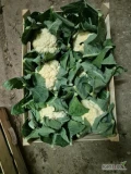 Sprzedam kalafior 6 ladny bialy skrzynka ponad 9kg. Wiecej pod tel ilości paletowe nie całe auta.
