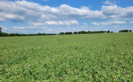 Groch sprzymierzeńcem poprawy jakości gleb