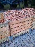 Sprzedam marchew brudną, odmiana Vulcano, towar gruby, długi. Świeżo wykopana. Ok 25t 