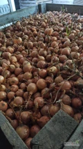 Kupię cebulę żółtą fazerowaną na worek kaliber 4 do 8
