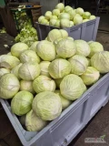 Sprzedam kapustę białą przemysłową główki 1-4,5kg odmiana Kilastor około 10t. Cena 1,5zl.