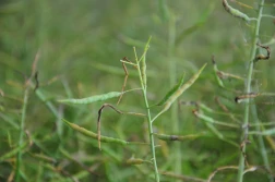 KZPRiRB: rzepak bez odbicia w końcówce tygodnia