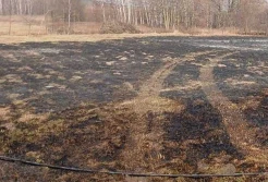 Wypalali trawę. Od trawy ogień zajął drzewa