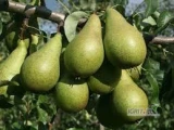 Kupię gruszkę przemysłową - nie zgnitą 