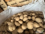 Ziemniaki melody kal. 45 lub 50+ bb lub luz duże ilości 