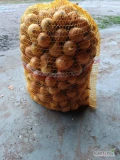 Witam. Sprzedam cebulę kaliber 30-50mm. Możliwe jest zaworkowanie cena luz 0.50zl worek 15kg/8zl
