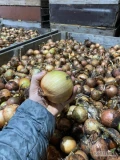 Sprzedam cebule 70 plus około 25 ton odmiana vission.  Pakowana w BB lub wanna info pod nr  507 091 879