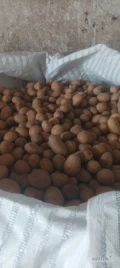 Sprzedam ziemniaki drobne Corinna 35-55 ilośc 4T