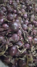 Cebula CZERWONA NA PAKOWANIE I OBIERANIE. 60-75%6+, Import, Ilości tirowe, co tydzień nowe pryzmy. Dostawa do klienta lub odbiór własny...