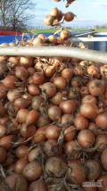 Cebula ŻÓŁTA NA PAKOWANIE I OBIERANIE. 65-75%6+, Import, Ilości tirowe, co tydzień nowe pryzmy. Dostawa do klienta lub odbiór własny...