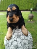 Serdecznie zapraszamy do naszej domowej wieloletniej hodowli rasowych piesków Cocker Spaniel Angielski szczeniaki wychowane są w naszym...