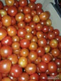 Sprzedam Pomidora cherry 2 klasa. Około 2 ton. 4,5zł/kg Kalisz. Możliwy transport. Tel 884 883 858 