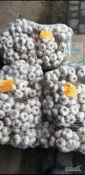 Sprzedam czosnek Harnaś, bardzo ładny. 6.5-1,40zł, 6-1,20zł, 5-0,70zł. 