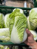 Sprzedam kapustę pekińską czystą bez śmietki 
