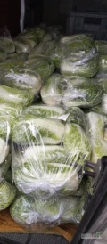 Sprzedam 600 kg kapusty pekińskiej. Dziś cięta . Pakowana po 5 kg. Główki średnio 5,6 szt . 