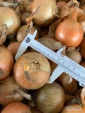 Sprzedam cebulę niefazorowaną odmiana twarda, na worek lub wysadkę. Kaliber 3,5 do 7 cm. Cena 0,4 zł/ kg
