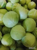 Sprzedam kapustę białą jakość marketowa odmiany zimowe  kaliber 1-,3,5 kg