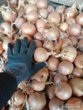 Sprzedam cebulę w worku kaliber I cena do uzgodnienia 