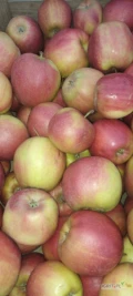 Sprzedam jabłka na sklepy, giełde : jonaprinc, jonagold supra, szampion, Golden. cena od 2zł