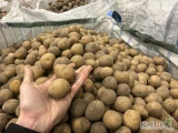 Sprzedam ziemniaki GALA kal. 35-45 rok po centrali,
