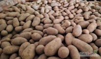 Kupię ziemniaki Riviera z Fito, rozmiar 30/45 lub 30/50, szyte worki 15 / 25 kg.