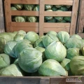Sprzedam kapustę białą 1-3kg opakowanie dowolne, ładna zdrowa ,cena do uzgodnienia 