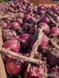 Sprzedam cebulę Red spring na obieranie gruba w większości 8-9  kaliber około 50 ton 