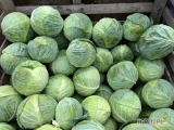 Sprzedam kapustę o wadze od 2 do 5 kg. Główki czyste bez robaków i objawów chorób . Możliwości naszykowania w liściu na market oraz...