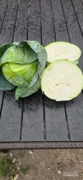 Witam. Sprzedam kapustę biała. Towar ładny I zdrowy. Więcej  informacji udzielę telefonicznie 