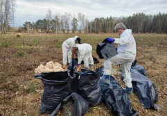 Kto wyrzucił 700 martwych kur w lesie pod Nidzicą?
