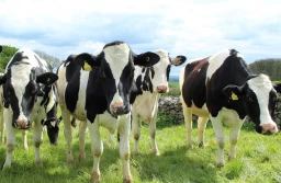 Pryszczyca: nowe ogniska na Węgrzech i na Słowacji