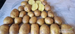 Sprzedam ziemniaki jadalne odmiana Lilly.