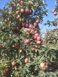 Sprzedam ładnego princa. Jabłko ładne czyste i bez gradu. Plantacja nawadniana. 