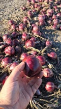 Sprzedam cebule czerwona z siewu 