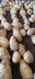 Greek young potato from grower, size 40-50 packed in 15 kg sacks, only wholesale buyers