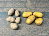 Sprzedam ziemniak Queen Anna kal.4,5 +