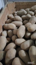 Kypie ilości tirowe ziemniaki odmian żółtych w jakości handlowej na brudno w bb lub luzem kaliber 5+ .Zależy man na jakości....